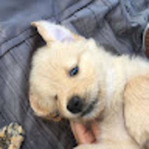 Meet your Posher, Osiris